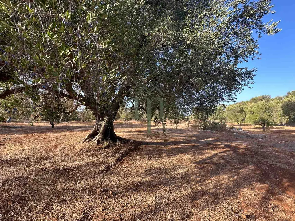 Helårsgrund i Carovigno, Brindisi - foto 5
